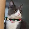 Stupidcat