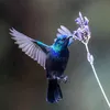 cloutavoider