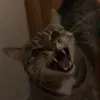 the_human_face