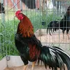boquocbao199