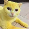 miky.mayo
