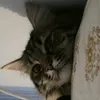 nanawaticat
