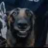 l3ndalendario
