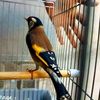 chahine284