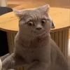 meumeh