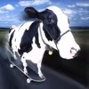 evvex