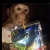 mantis_mil