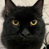 meomeowstic