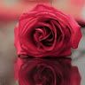 red_rose127