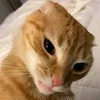 chouboinx