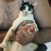 pidemelabendici0n