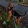 rockybuddyboah