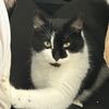 catlinx2020