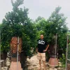 dangche2