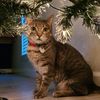 da_cat_dad