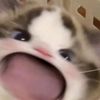 imcutiestchaa