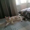 erkinadisev7