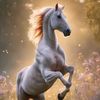 mohammed972685