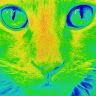 moderncat