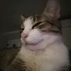 gato_ro11