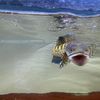 upisgaleryfish