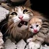 ikram_farhat