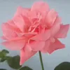 hoaithu7466