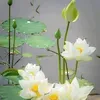 danhtung68kg