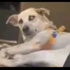 tmctvcl2601