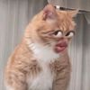 rsetr_
