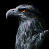 المهيب🦅