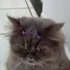 carolinafrazili