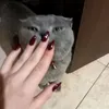 sh_8j1