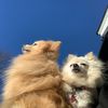 dogdude420