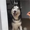 lollong1