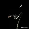 maian_1102