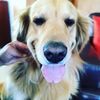 alonsogolden
