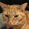 mdandcatmom