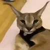 lldvhnn