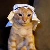 catsmonkevape