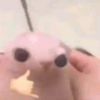 papoi34343