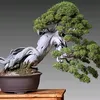 bibonsai94