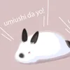shachi_5253