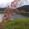 panthongsapha