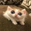 _briana.account
