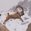 bahri_mikail