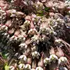 realistic_gardener