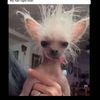hi_itsderinn