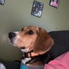 scout_the_beagle