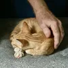 meocammuonnam